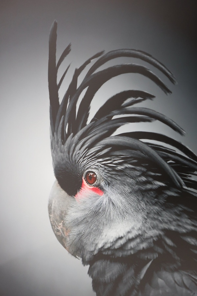 Black Parrot In Black Frame — view 2