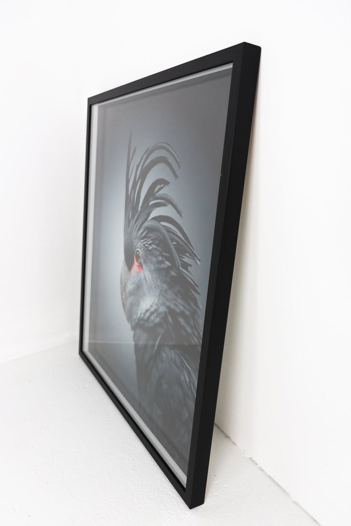 Black Parrot In Black Frame — view 3